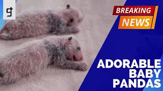 Zoo releases pictures of adorable, tiny baby pandas