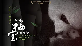 《守護大熊貓之福寶誕生記 Guardians Of The Panda - The Chronicle of FuBao's Birth》
