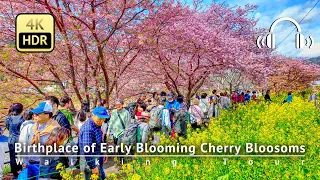 Japan -  Birthplace of Early Blooming Cherry Blossoms - Kawazu Walking Tour [4K/HDR/Binaural]