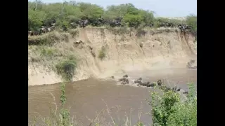 Wildebeests death jump