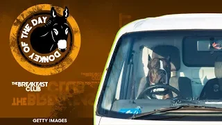 Man Arrested After Teaching His Dog To Drive