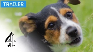 Dogs: Their Secret Lives | Tuesday, 8pm | Channel 4