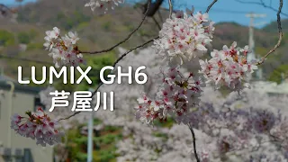 春爛漫🌸LUMIX GH6は撮りたくなるカメラだ！芦屋ロックガーデンを登る。