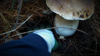 Foraging: Huge Porcini (Boletus edulis)! Adelaide Hills | Wild Mushroom Hunting 2021