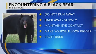 How to stay safe when encountering New Mexico black bears