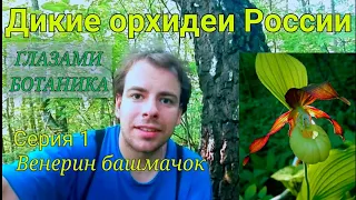 Дикие орхидеи России — Серия 1 — Венерин башмачок настоящий (Cypripedium calceolus)