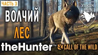 theHunter Call of the Wild #3 🐺 - Волчий Лес - Долина Юкона, Аляска