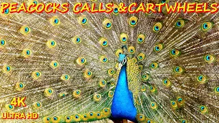 PEACOCKS CARTWHEELS 4K#viral #4k #youtubevideo #peacock #animals #video #viralvideo #funny #birds
