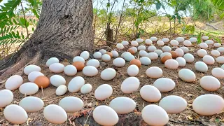 Wow mazing! Today, Top a expert farmers found many duck eggs at the base of a tree