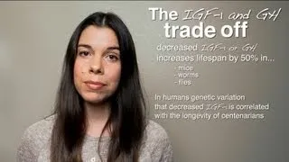 The IGF-1 Trade-Off: Performance vs. Longevity