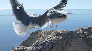 Feeding a begging gull couple at Penon de Ifach guard post (Calpe, Spain)