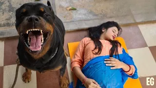 Hund lässt die Frau nicht in Ruhe. Als der Ehemann den Grund herausfindet, ruft er die Polizei!