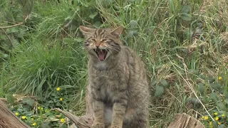 Scottish Wildcat