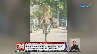 24 Oras: Dalawang ostrich, nagtatatakbo sa isang village sa Quezon City