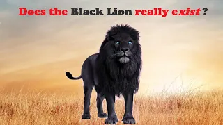 Is The Black Lion Real | Does The Black Lion Really Exist #Shorts