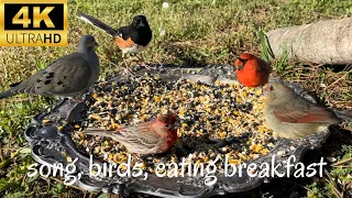 ￼ Song birds feeding on seeds, relaxing nature sounds. #birdwatching #ornithology #birds #nature