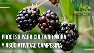 Proceso para Cultivar Mora y Asociatividad Campesina - TvAgro por Juan Gonzalo Angel
