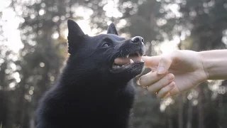 Jekku Schipperke's tricks part 3   Jekku-schipperken temppuja osa 3