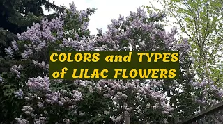 Different types and colors of beautiful Lilac flowers || ollenwhite