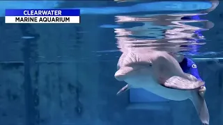 Winter the dolphin now in critical condition