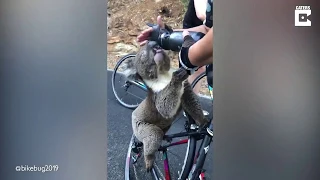 Koala Drinks Water From Cyclist