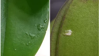 BUMPS, growths, pimples on orchid leaves. I'll help you figure it out. A little CHATTER
