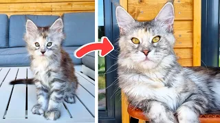 Maine Coon Freya Growing Up | Day 0 - 1 Year Old!