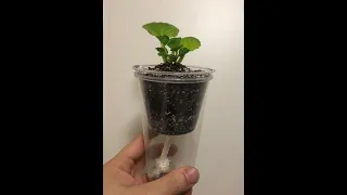 Easy DIY Self-Watering Planters for African Violets