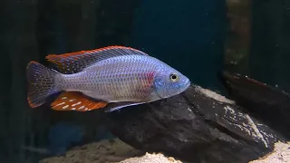 Dimidiochromis strigatus, hane som vaktar revir - Nols Akvariehobby