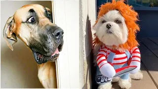 AWW SO FUNNY😂🤣 Super Dogs And Cats Reaction 😱 Videos 2022 #11