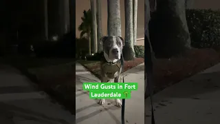 Dog Listens to Wind Gusts in Fort Lauderdale #cutedog #doglover #pitbull #dogshorts #wind #doglife