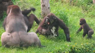 第一次看到金剛Iriki為了洞穴而吵架The first time gorilla Iriki fighting for the cave
