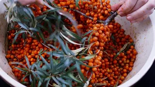 Simple Sea buckthorn recipes - Part 1