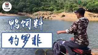 [Collection] Guangdong Fishing  Lao Cao Fishing Luo Fei with Duck Feed  Can Explode