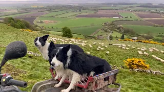 Two unbelievable sheepdogs working sheep in Scotland