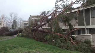 Powerful storm takes out trees in Santa Clarita