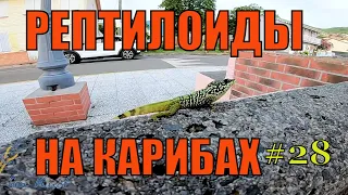 Рептилоиды на карибах.