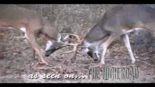 Awesome Whitetail Buck Fight