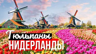 🌷 История тюльпанов и Королевский парк цветов Нидерландов