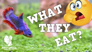 What You Should Be Feeding Your Betta Fish