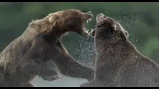Wild Bears Crazy Battle