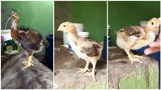 O segredo para criar pintinhos saudáveis e não ter perdas! 🐔