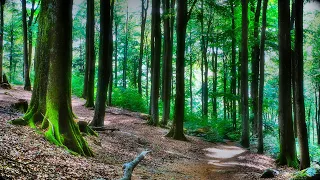 🌳 Relaxing Nature Sound Atmospheres, Bird Song, Forest Sounds For Stress Relief