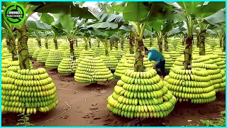 The Most Modern Agriculture Machines That Are At Another Level , How To Harvest Bananas In Farm ▶4