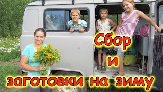 Заготовки. Сбор смородины, крапивы, клубники, пижмы, Иван-чая. (07.17г.) Семья Бровченко.