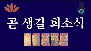 [타로카드] 곧 생기게 될 희소식