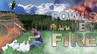 Raise & Cook: Fowls by Fire - Rocky Mountain Chicken Coop - PT 4