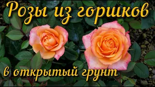 🌹Роза  из горшка  в открытый грунт🌹 Роза Кордана 🌹Rosa Cordan garden