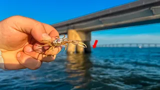 I Used LIVE CRABS to Catch These These Tasty Fish  CATCH CLEAN COOK