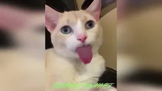 Funny animal part41
